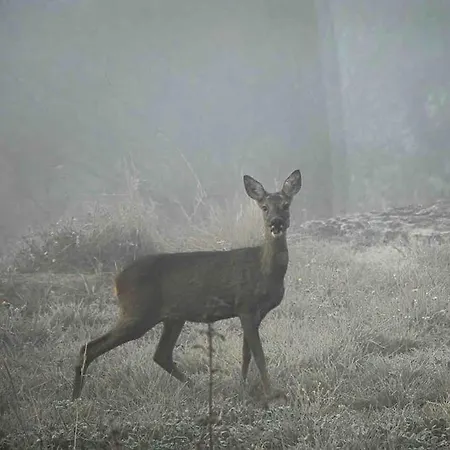 Les Trigones Du Causse -maison Atypique Avec Piscine Privee