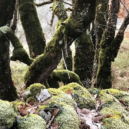 Les Trigones Du Causse -maison Atypique Avec Piscine Privee Saint-Martin-Labouval